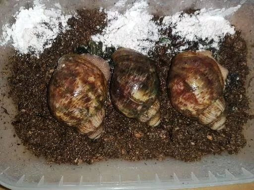 Africký šnek Archachatina Ventricoza F2