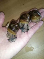 Africký šnek Archachatina Ventricoza F2