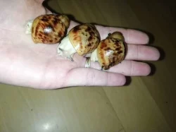 Africký šnek Archachatina marginata ovum Nigeria acromelanic F2