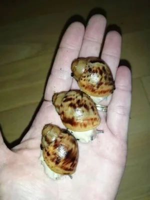 Africký šnek Archachatina marginata ovum Nigeria acromelanic F2