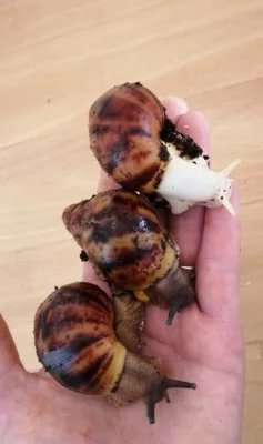 Africký šnek Archachatina marginata suturalis dark body F3