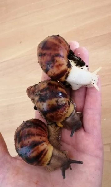 Africký šnek Archachatina marginata suturalis dark body F3