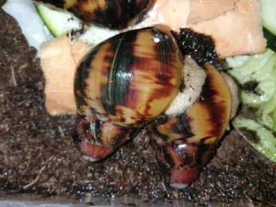 Africký šnek Archachatina marginata supsuturalis sp F2