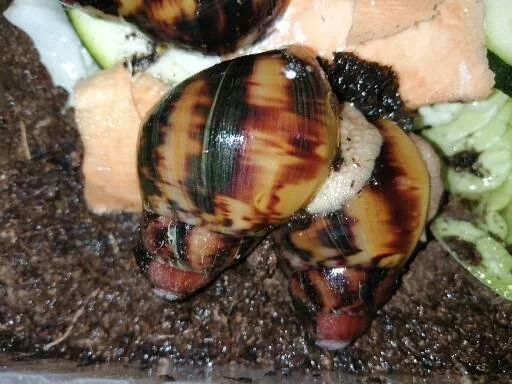 Africký šnek Archachatina marginata supsuturalis sp F2