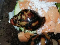 Africký šnek Archachatina marginata supsuturalis sp F2