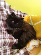 Mainská mývalí koťata bez PP