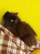 Mainská mývalí koťata bez PP