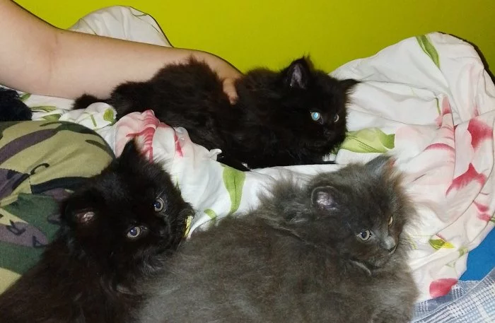 Mainská mývalí koťata bez PP