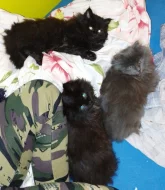 Mainská mývalí koťata bez PP