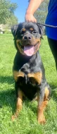 Prodej Rottweiler - PP