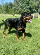 Prodej Rottweiler - PP
