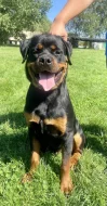 Prodej Rottweiler - PP