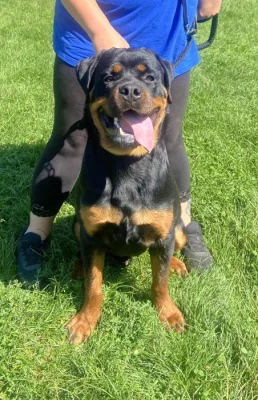 Prodej Rottweiler - PP