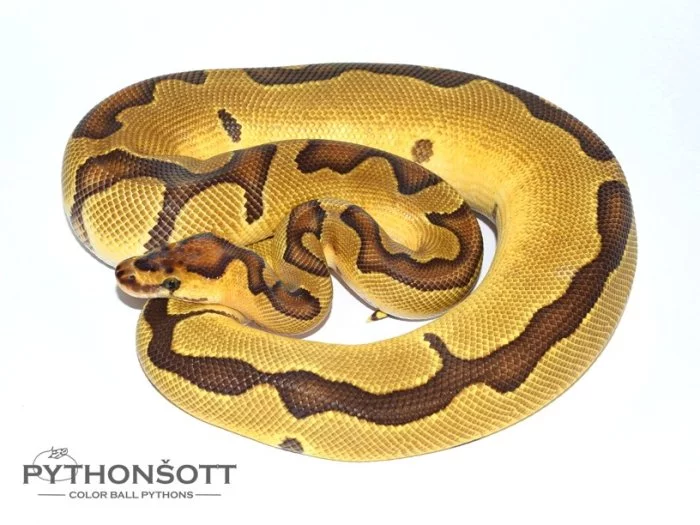 KRAJTA KRÁLOVSKÁ - Python regius