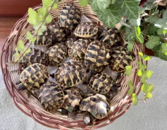 suchozemská želva, želva zelenavá