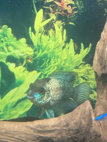 Akara elektric neon Blue