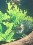 Akara elektric neon Blue