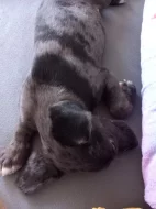 Leopardí pes