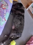 Leopardí pes