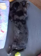 Leopardí pes
