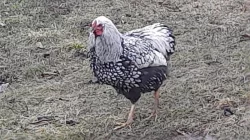 nabízím 3 mladé kohoutky Wyandotky stříbrné černě lemované