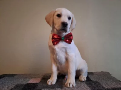 Štěňata labradorského retrievra