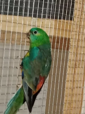 Prodám mláďata papoušků zpěvavých