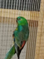 Prodám mláďata papoušků zpěvavých