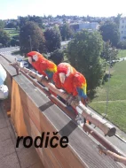 Ara Arakanga, květen 2023, samička
