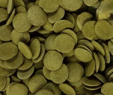 Tropical Green Algae Wafers