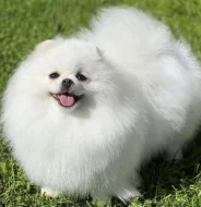Pomeranian s prukazem puvodu FCI