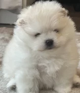 Pomeranian s prukazem puvodu FCI