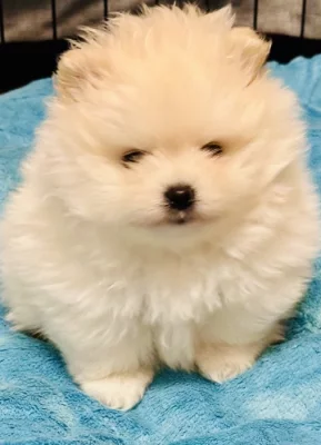 Pomeranian s prukazem puvodu FCI