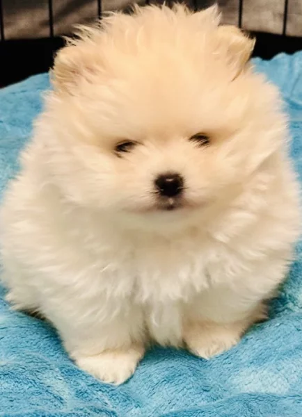 Pomeranian s prukazem puvodu FCI