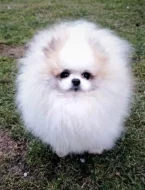 Pomeranian s prukazem puvodu FCI