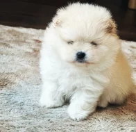 Pomeranian s prukazem puvodu FCI