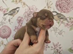 American Bully s PP