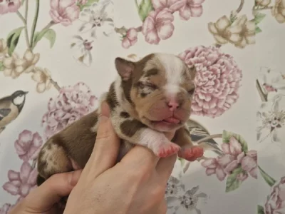 American Bully s PP