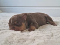 American Bully s PP