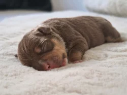 American Bully s PP