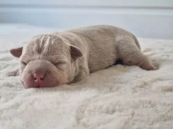American Bully s PP