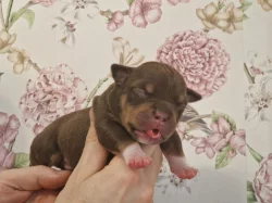 American Bully s PP