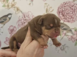 American Bully s PP