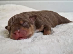 American Bully s PP