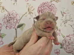 American Bully s PP
