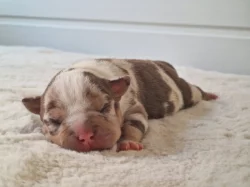 American Bully s PP