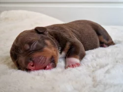 American Bully s PP