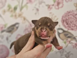 American Bully s PP