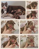 American Bully s PP