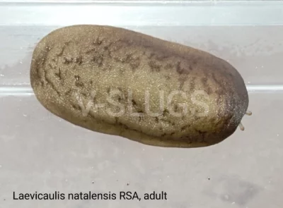 Laevicaulis natalensis RSA